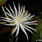 Epiphyllum phyllanthus French Guyana JB small quantity   ÉPUISÉ - OUT of STOCK - AGOTADO